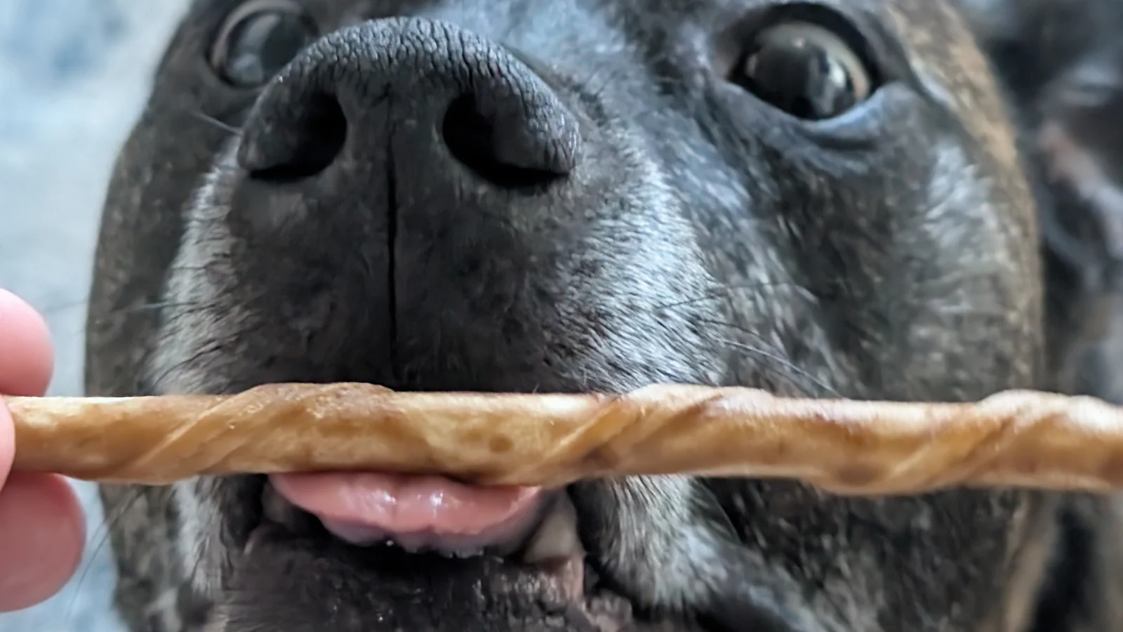 A dog holding a ProHide Bully & Bacon Twist chew in its mouth