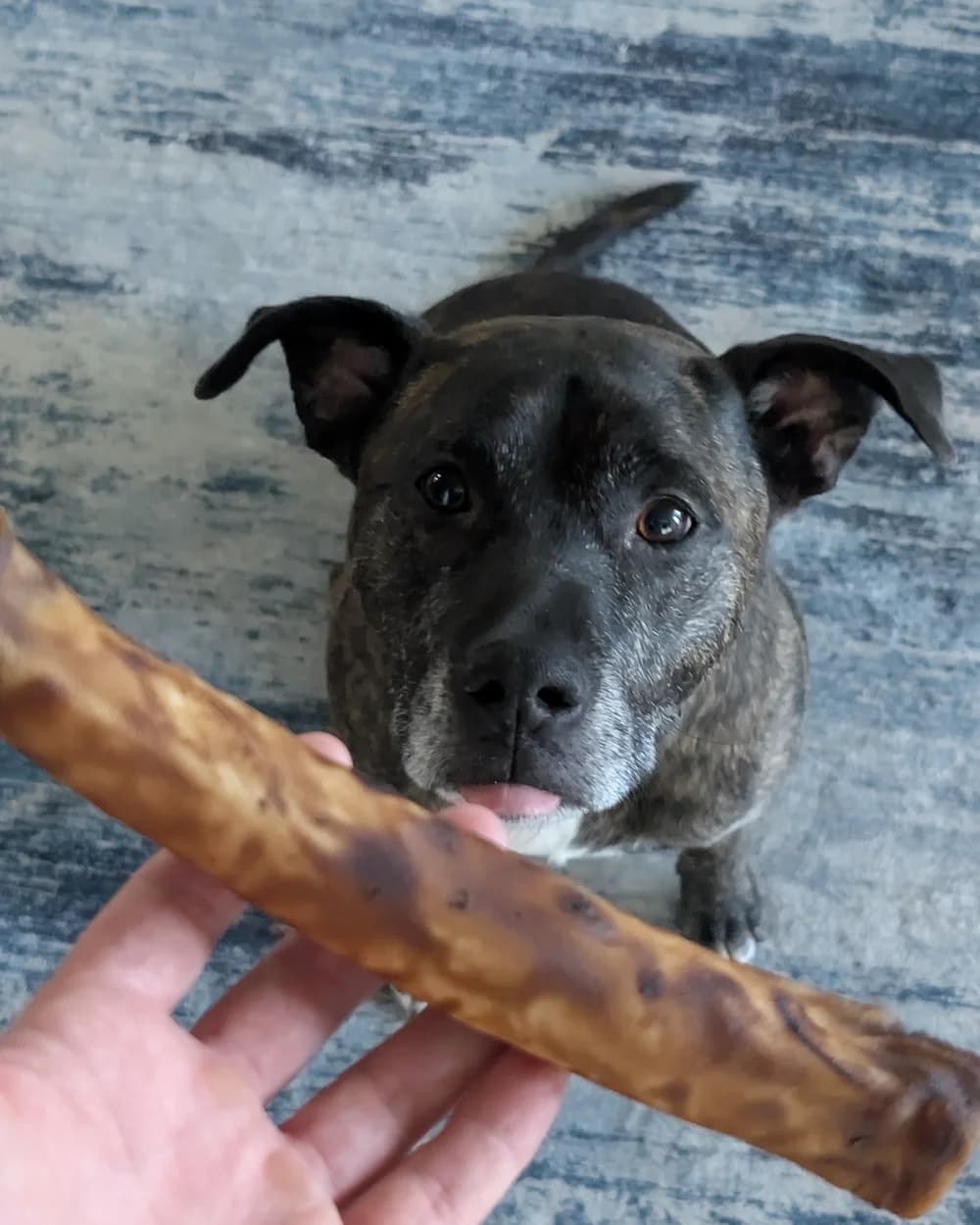 A dog eagerly eyeing a large ProHide Bully & Bacon beef hide roll held in a hand