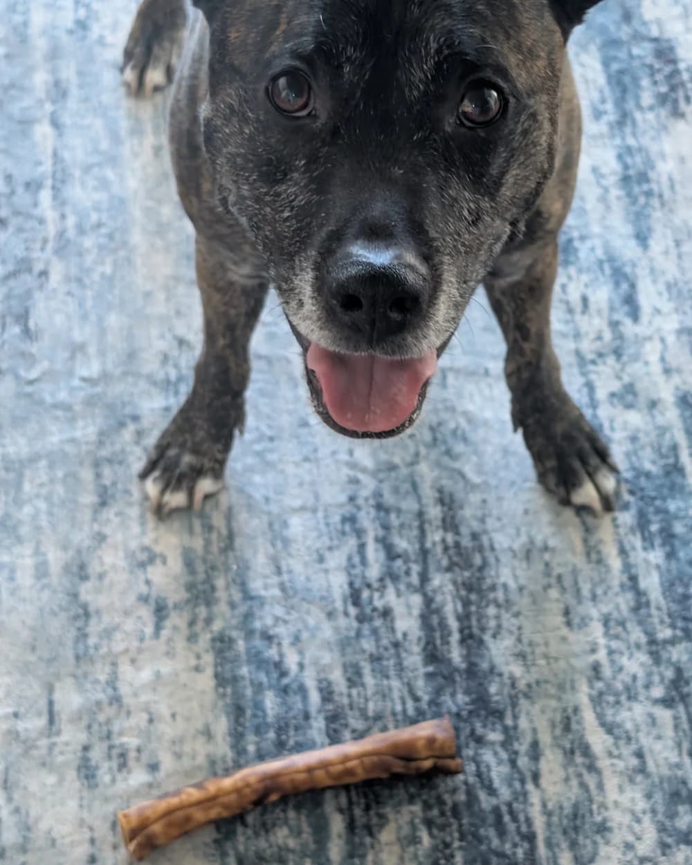 A brindle dog waiting beside a ProHide Roast Beef & Sweet Potato Roll chew