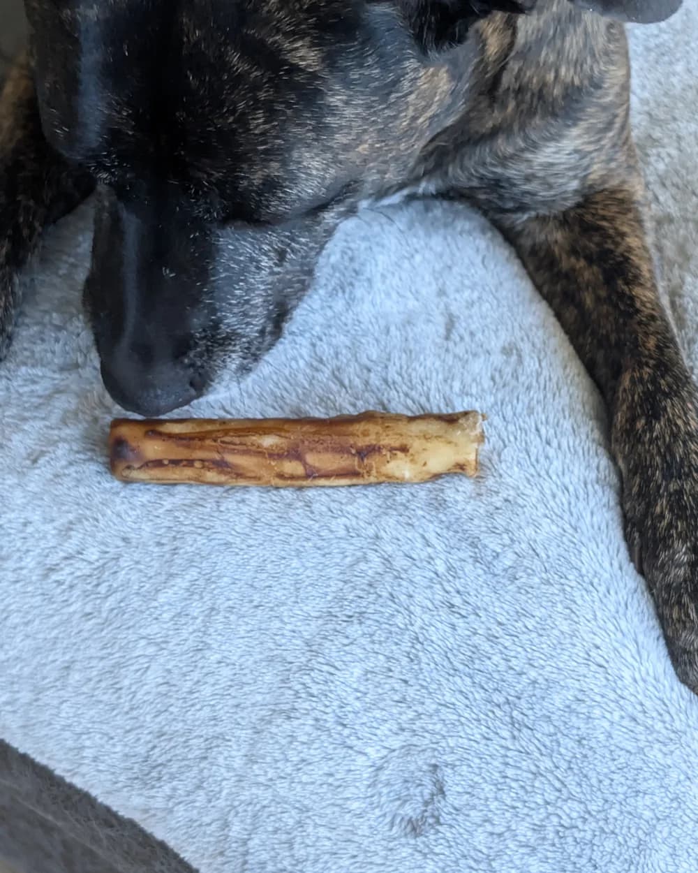 A dog sniffing a ProHide Roast Beef & Sweet Potato Roll on a blanket
