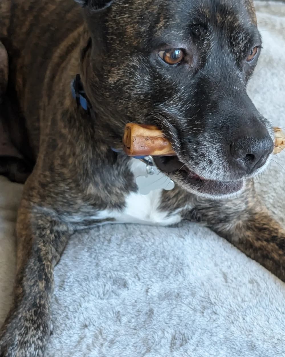 A dog resting with a ProHide Roast Beef & Sweet Potato Roll chew