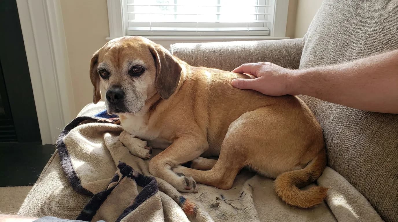 Gray-muzzled Puggle resting on a cushioned chair