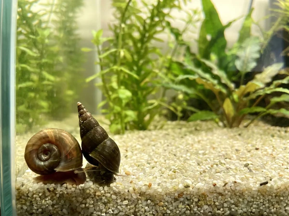 A brown ramshorn snail with a flat spiral shell beside a dark cone-shaped Malaysian trumpet snail on sand in a planted aquarium.