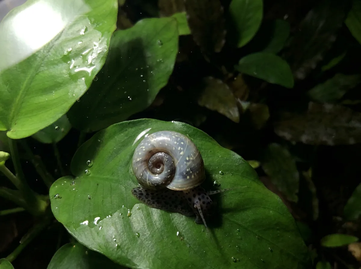 A blue leopard ramshorn snail with a spotted shell resting on a broad green aquarium leaf, seen from above.