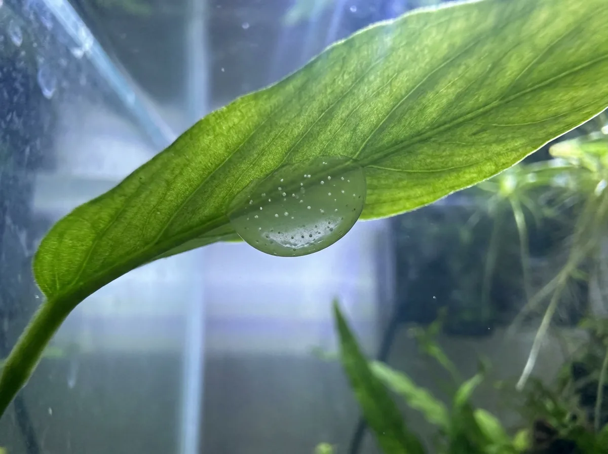 A clear jelly egg clutch with tiny white eggs attached to the underside of an aquarium plant leaf.