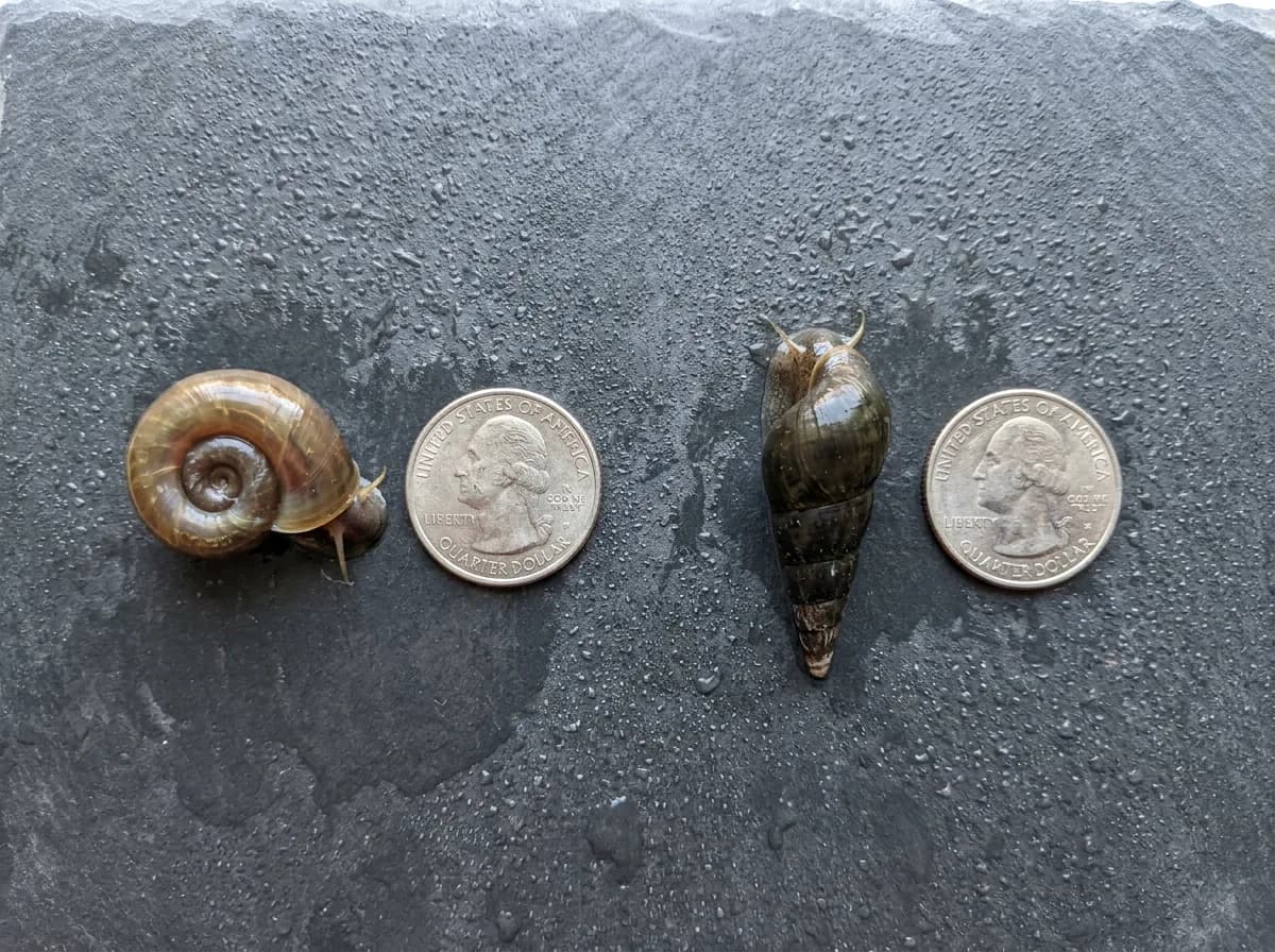 An adult ramshorn snail and an adult Malaysian trumpet snail on wet slate, each beside a US quarter for scale.