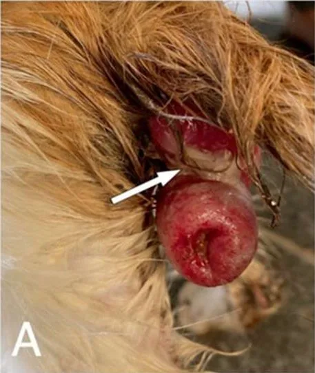 Clinical photograph of protruding rectal tissue in a cat with rectal prolapse.