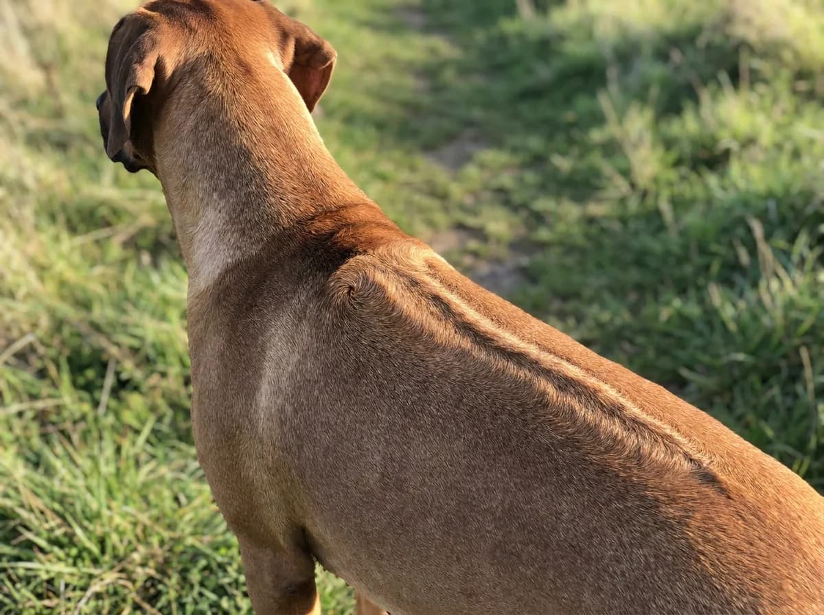 Close view of the ridge of backward-growing hair along a Rhodesian Ridgeback’s back.