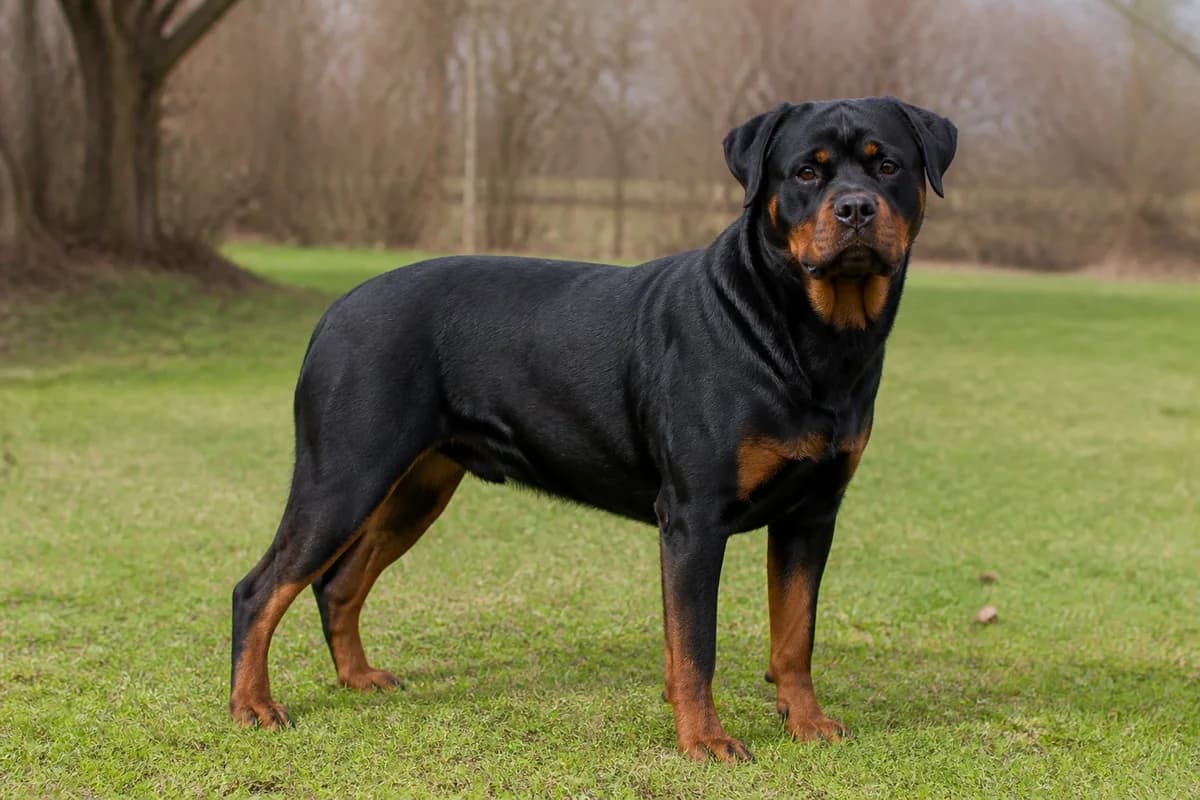 Adult black-and-rust Rottweiler in neutral daylight with full body visible