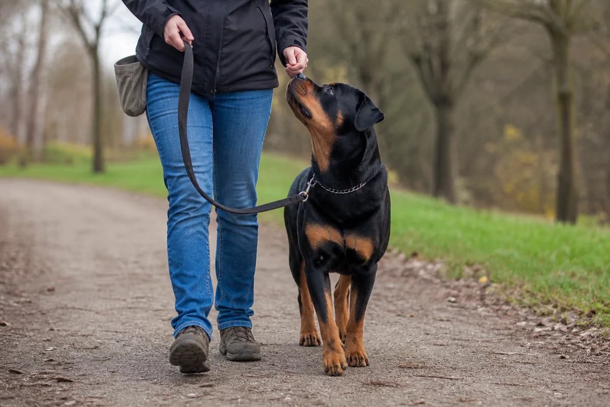 Rottweiler practicing a reward-based loose-leash exercise with an experienced adult handler