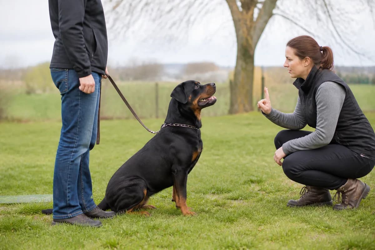 Adolescent Rottweiler working calmly with a qualified trainer and owner
