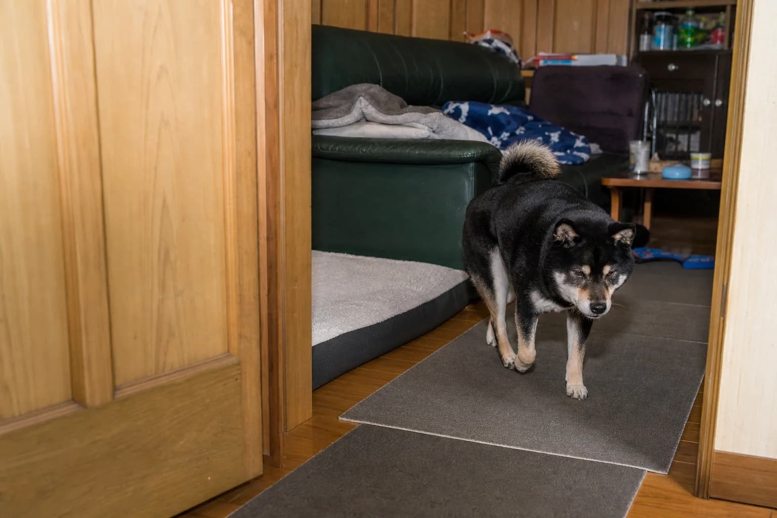 Senior black-and-tan Shiba Inu walking across nonslip runners toward a low dog bed