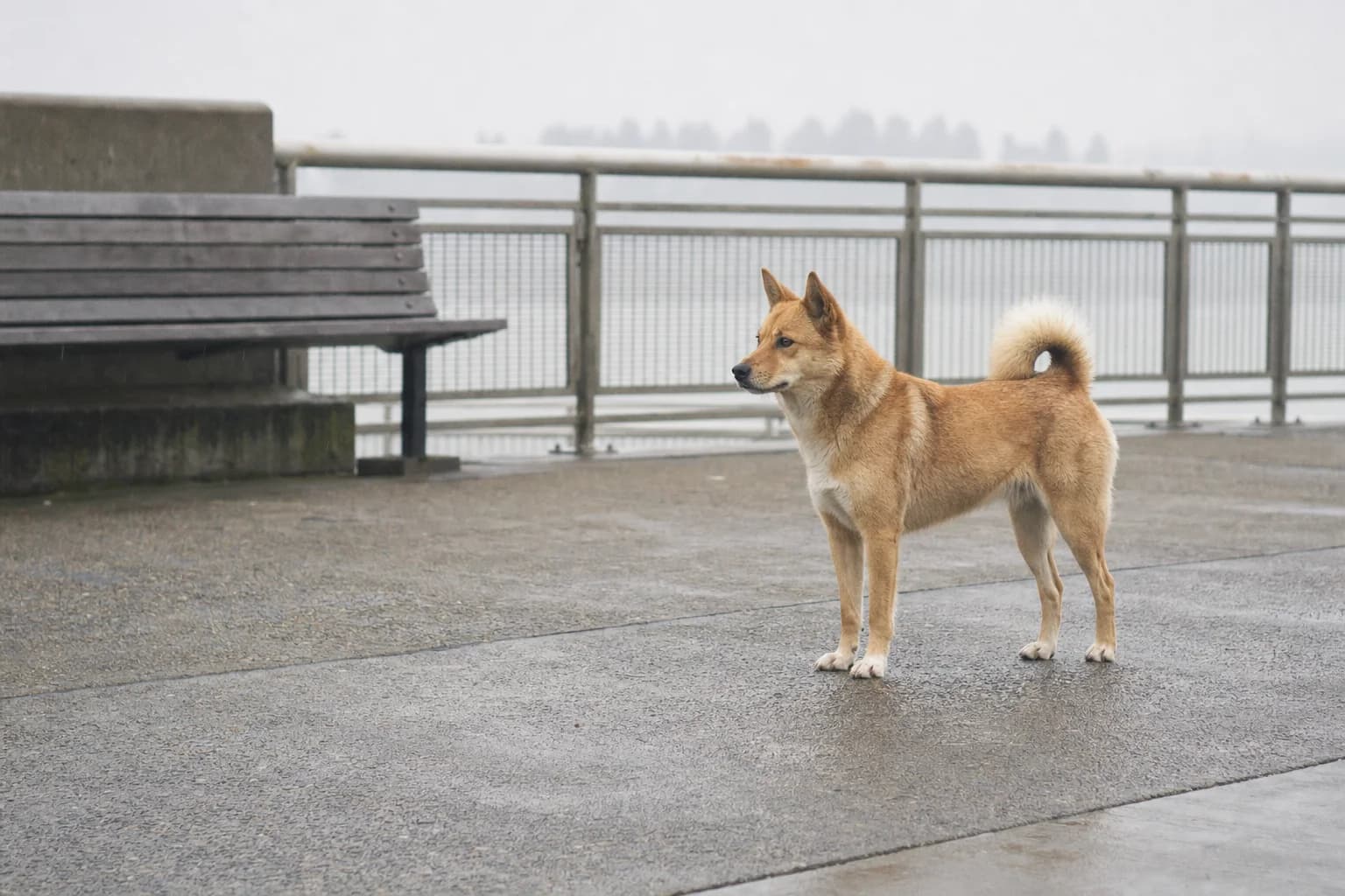 Reddish sable mixed-breed dog standing on a misty ferry terminal walkway