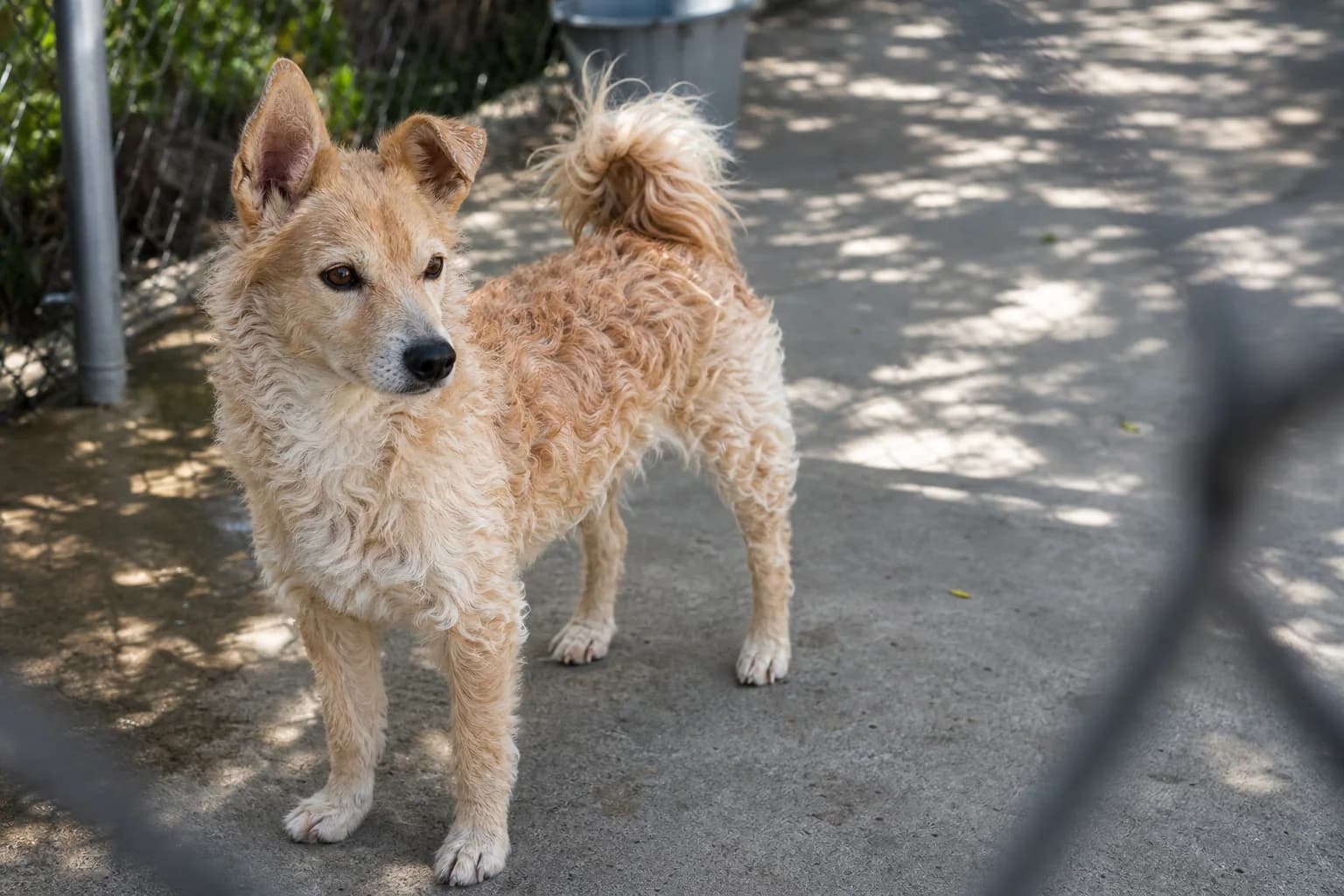 Curly apricot mixed-breed dog standing in a shaded shelter exercise yard