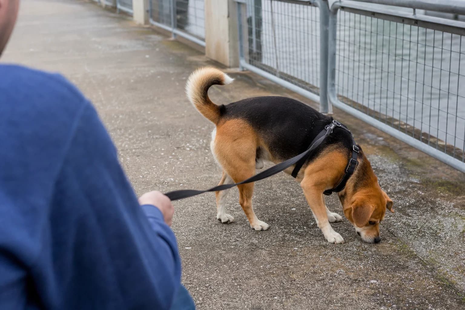 Black-saddle mixed-breed dog sniffing a ferry walkway on a secure leash