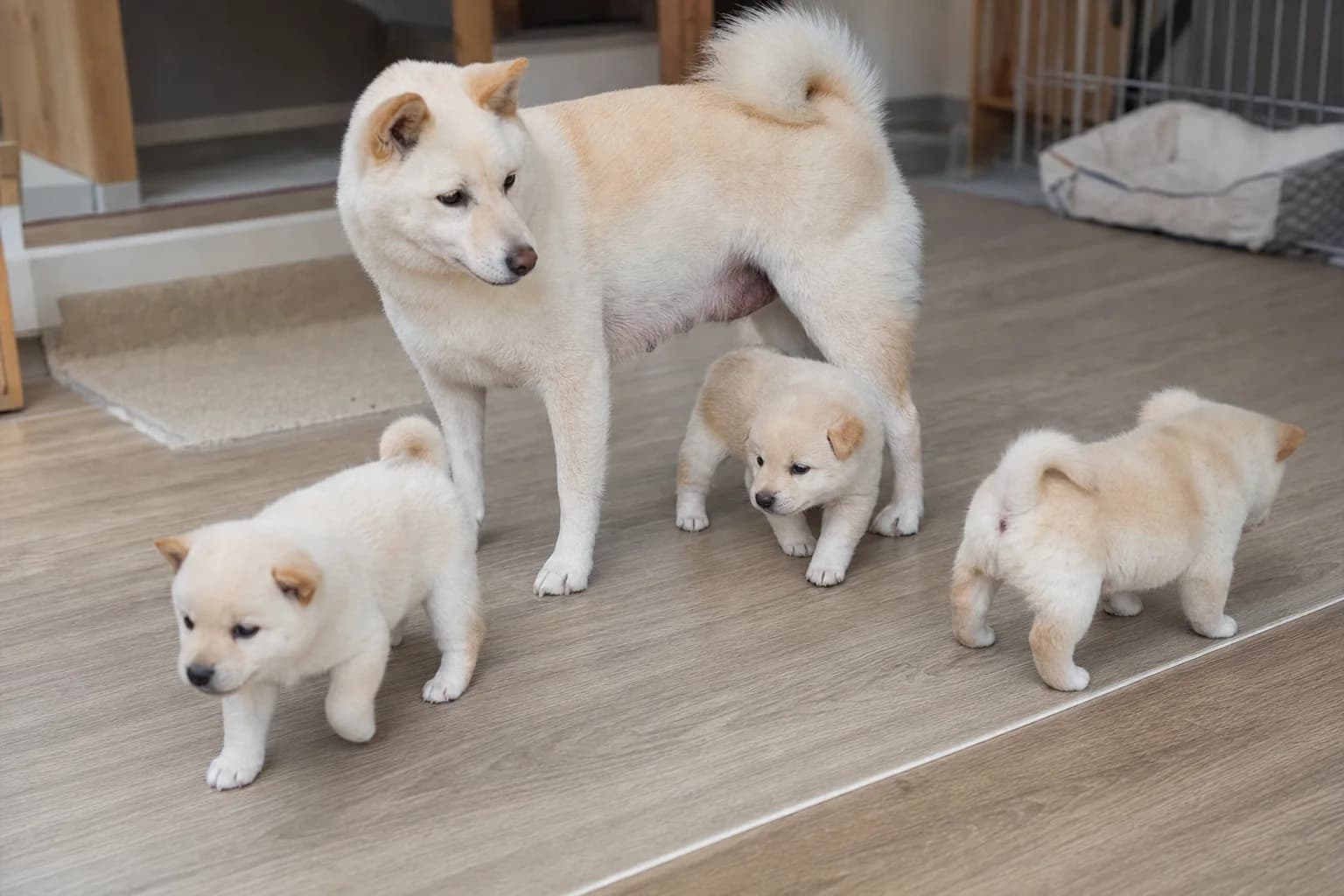 Cream Shiba Inu mother standing calmly with three young puppies in a clean home pen