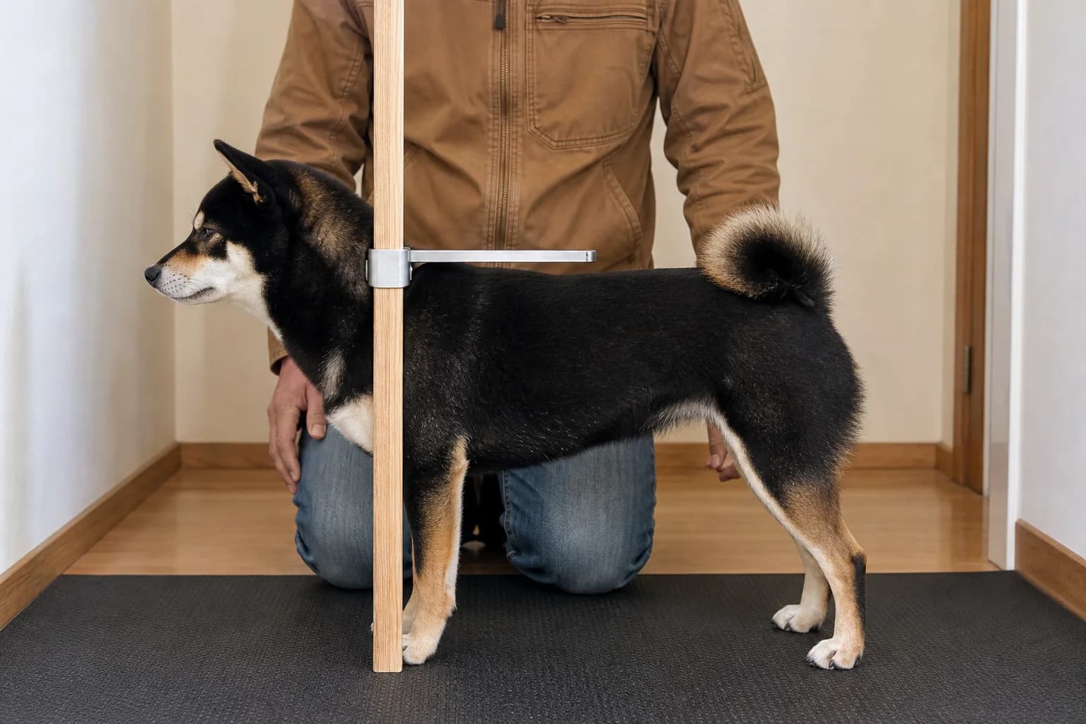 Black-and-tan Shiba Inu standing under a connected height arm resting at the withers