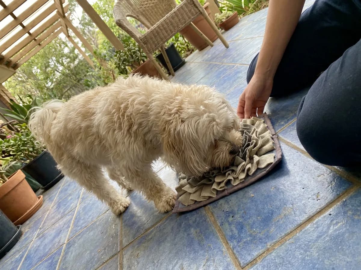 Cream small dog sniffing a fabric enrichment mat beside a seated person on a blue-tiled porch