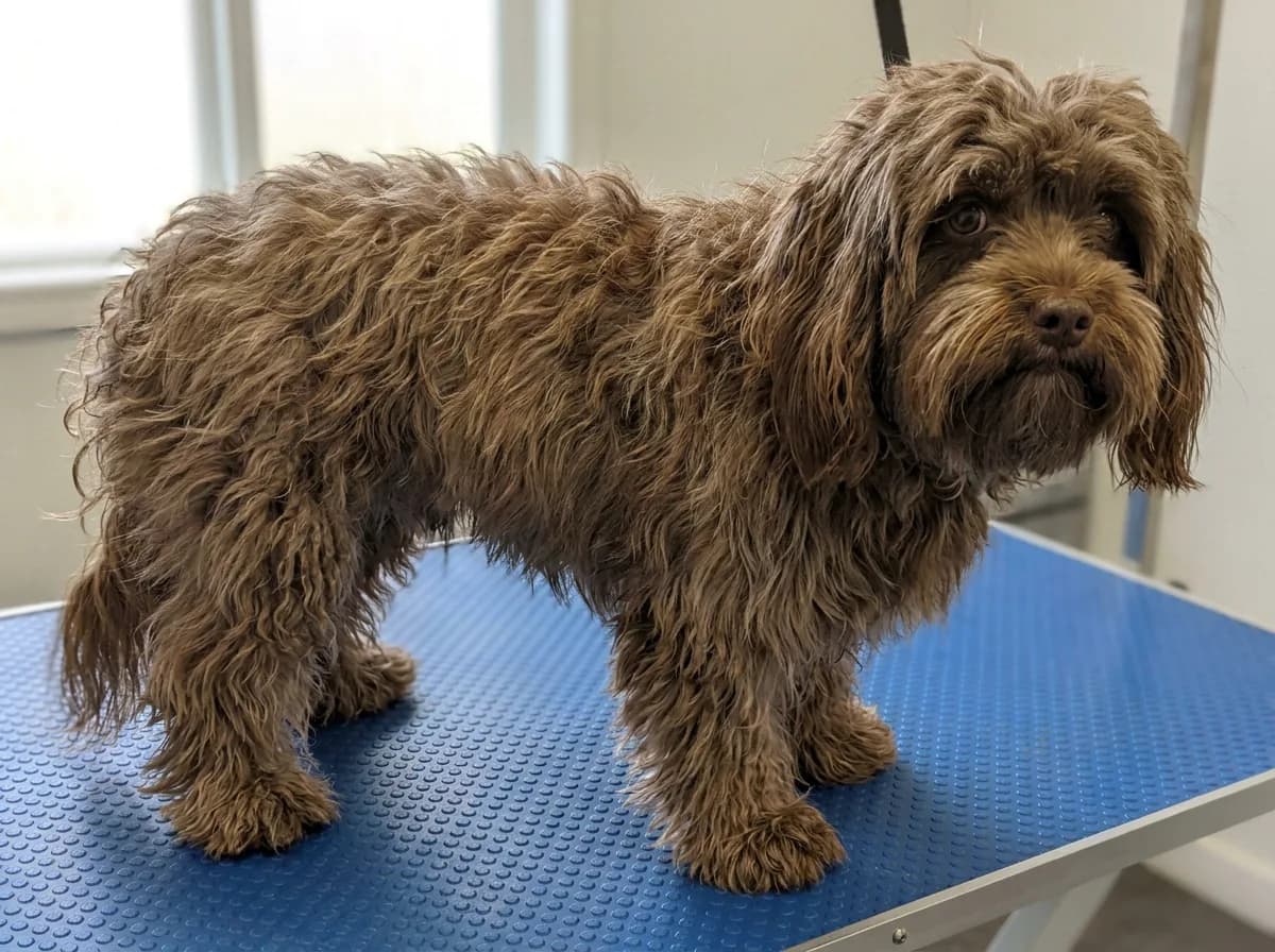 Brown small dog with a longer shaggy coat standing on a blue grooming mat
