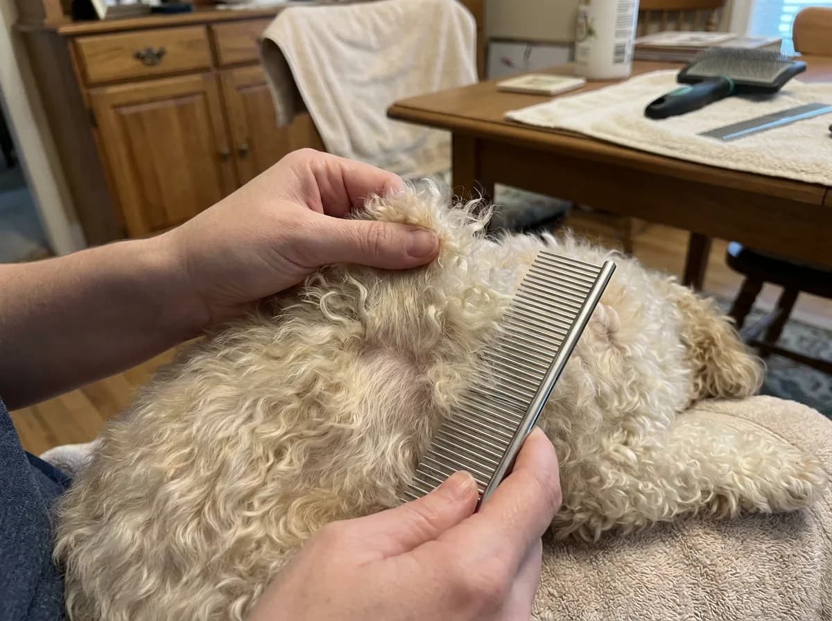Hands gently holding a section of cream dog hair beside a metal comb