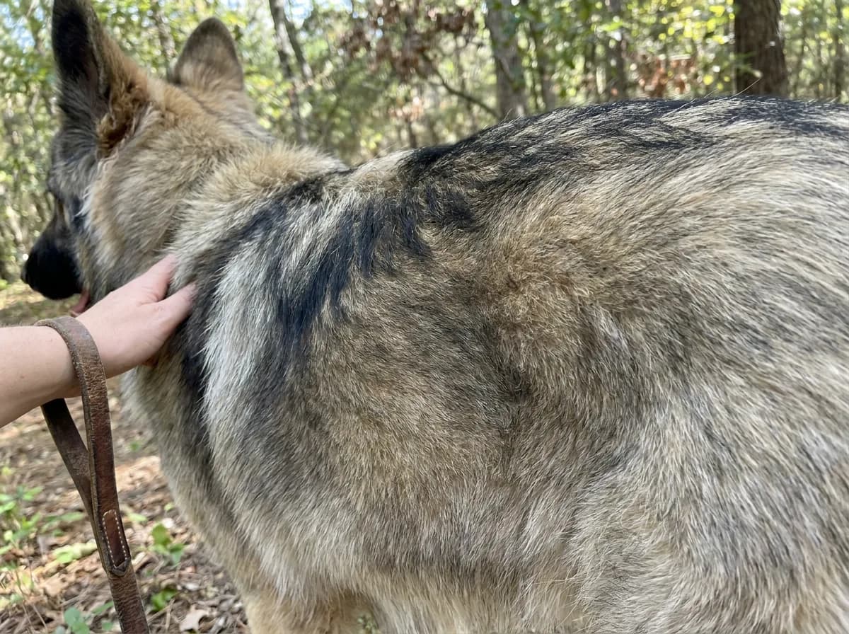 Close view of sable coat markings along a shepherd’s back