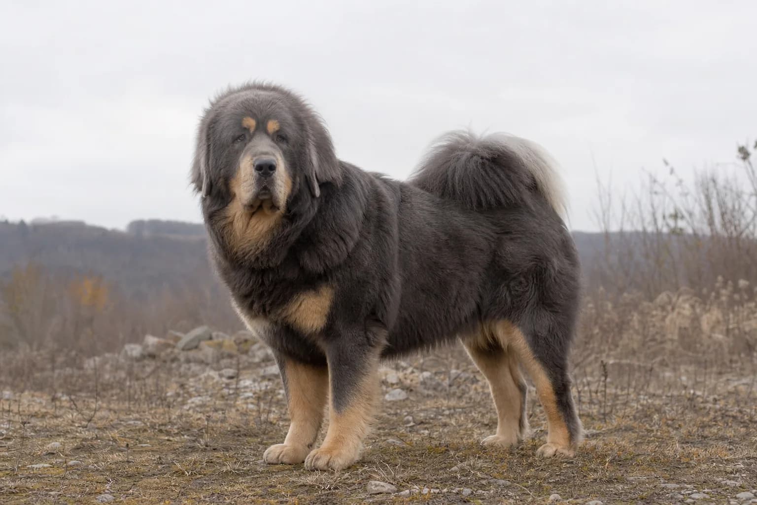 Blue-gray Tibetan Mastiff with soft tan points standing outdoors under overcast light