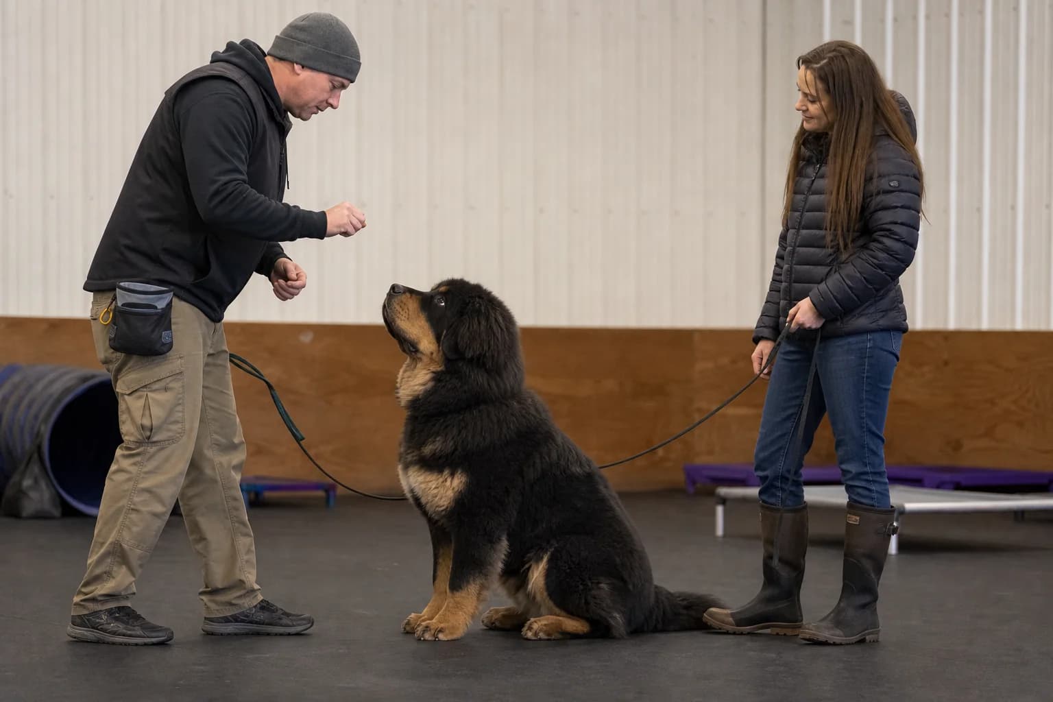 Trainer rewarding a seated adolescent Tibetan Mastiff while the owner holds a loose leash
