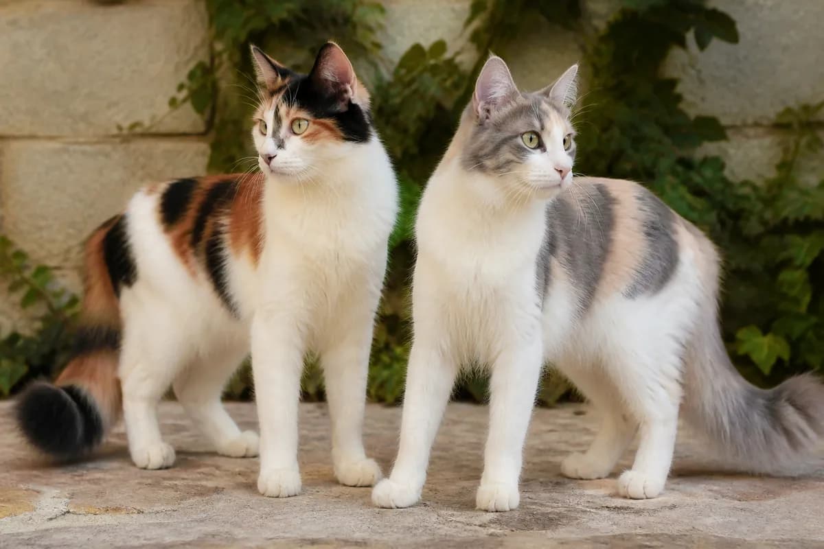 Calico and dilute calico Turkish Angoras with white spotting visible