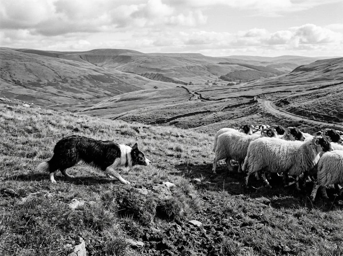 A black-and-white Border Collie in a low crouching herding stance giving the intense "eye" to a small flock of sheep in a green pasture, body coiled a
