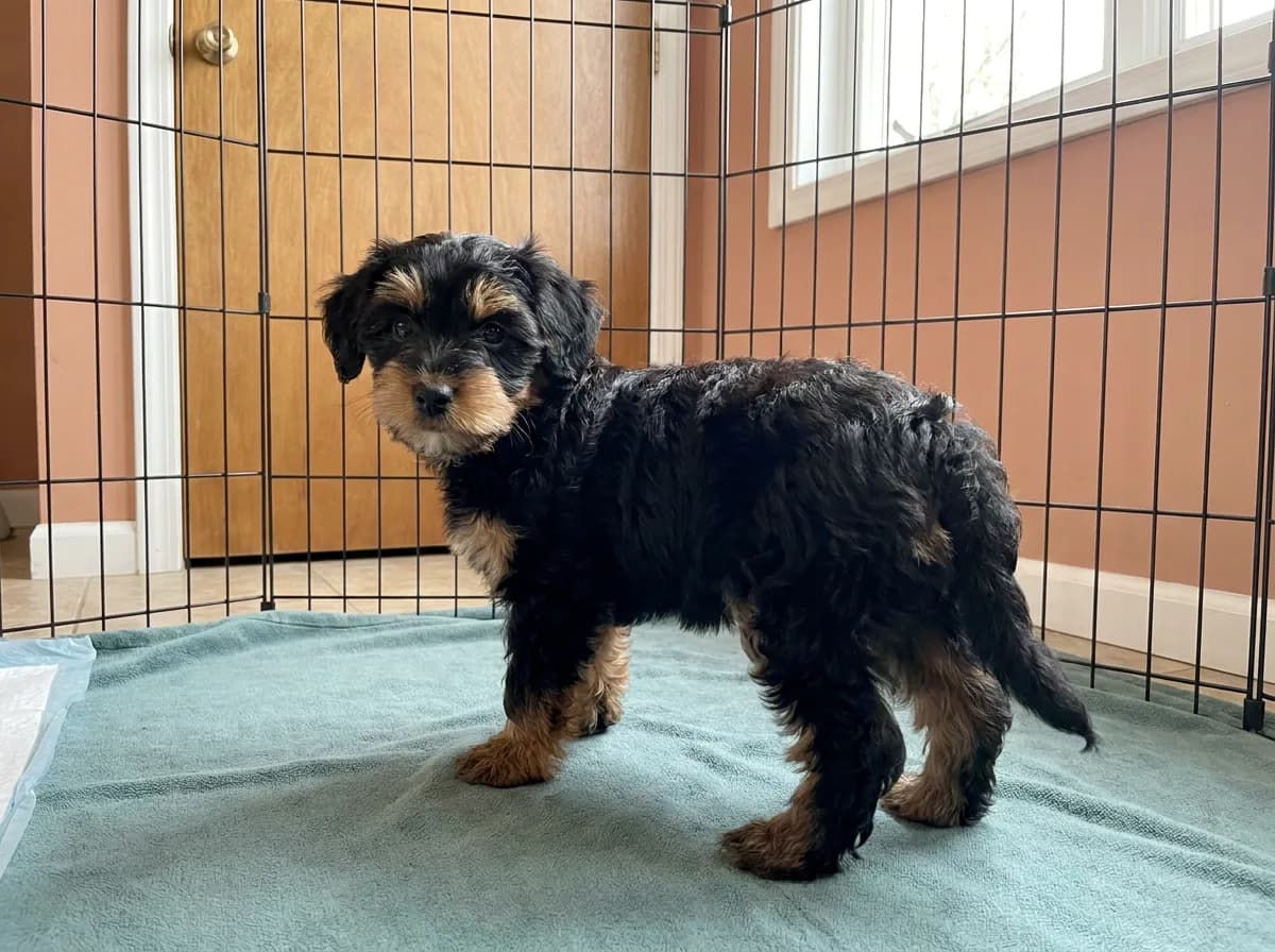 Illustrated black-and-tan wavy-coated puppy standing on a teal mat inside a spacious play pen.