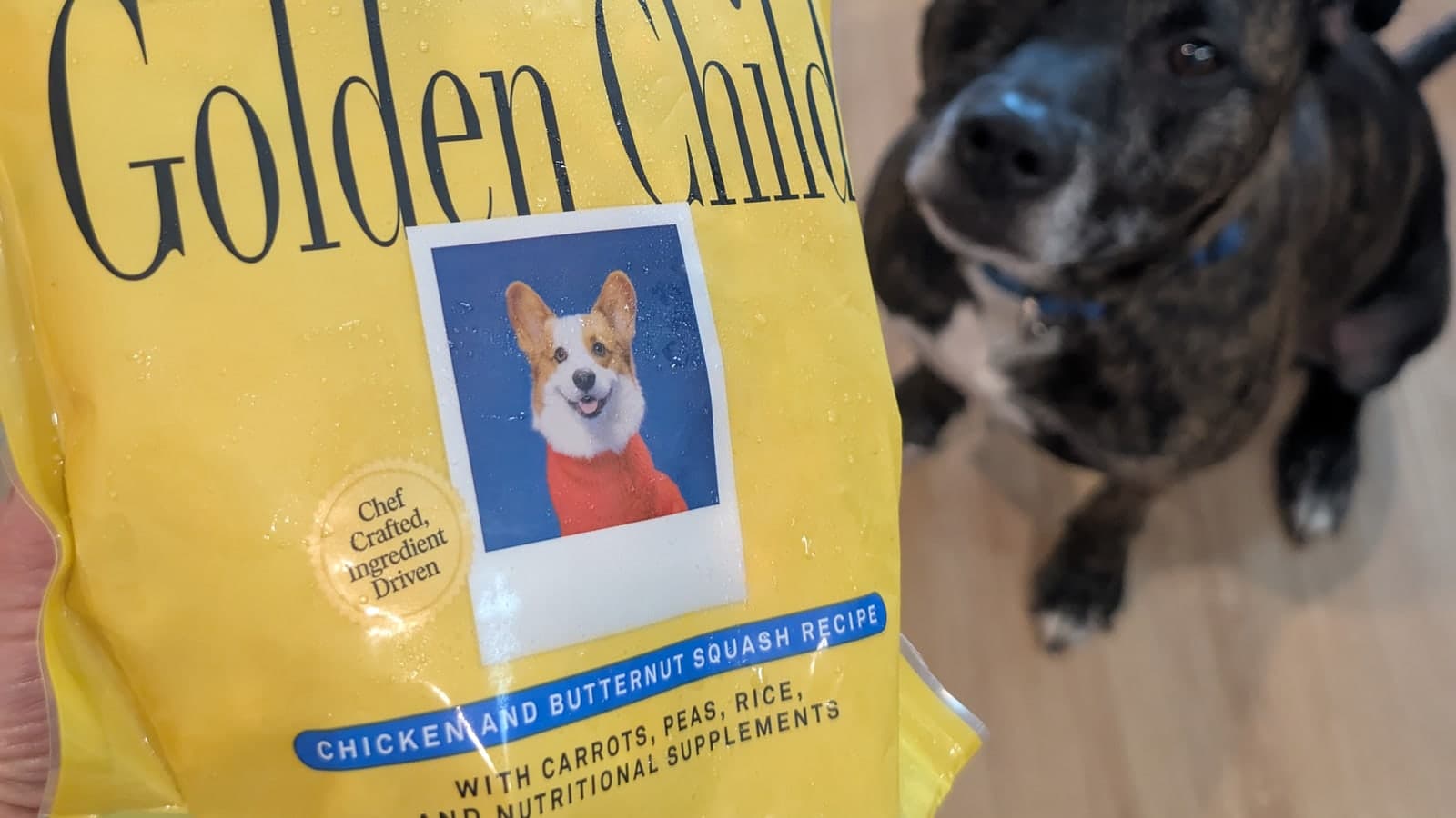 Golden Child Chicken and Butternut Squash dog food pouch held in front of a brindle dog