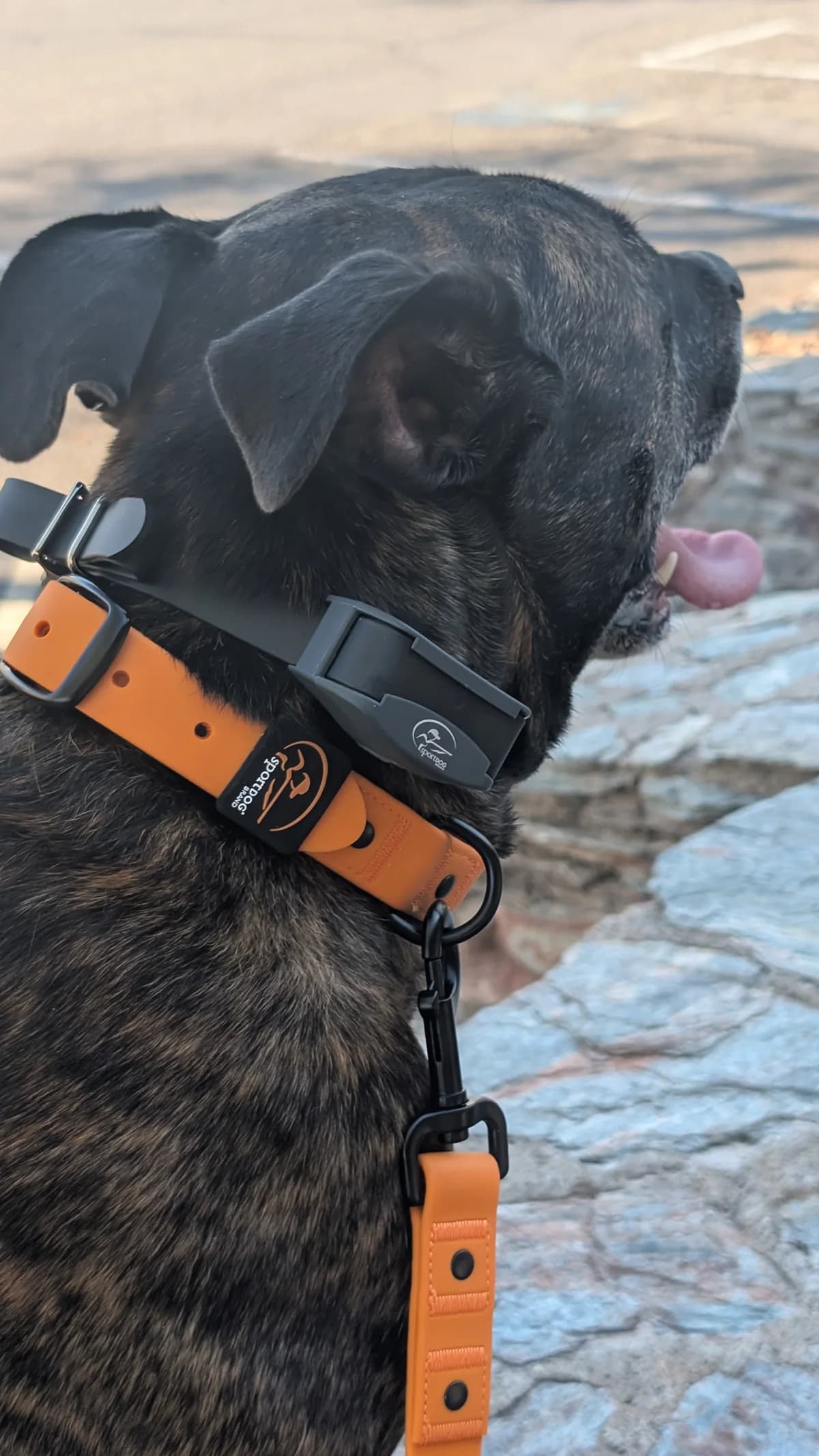 Close view of gray receiver strap beside a separate orange walking collar