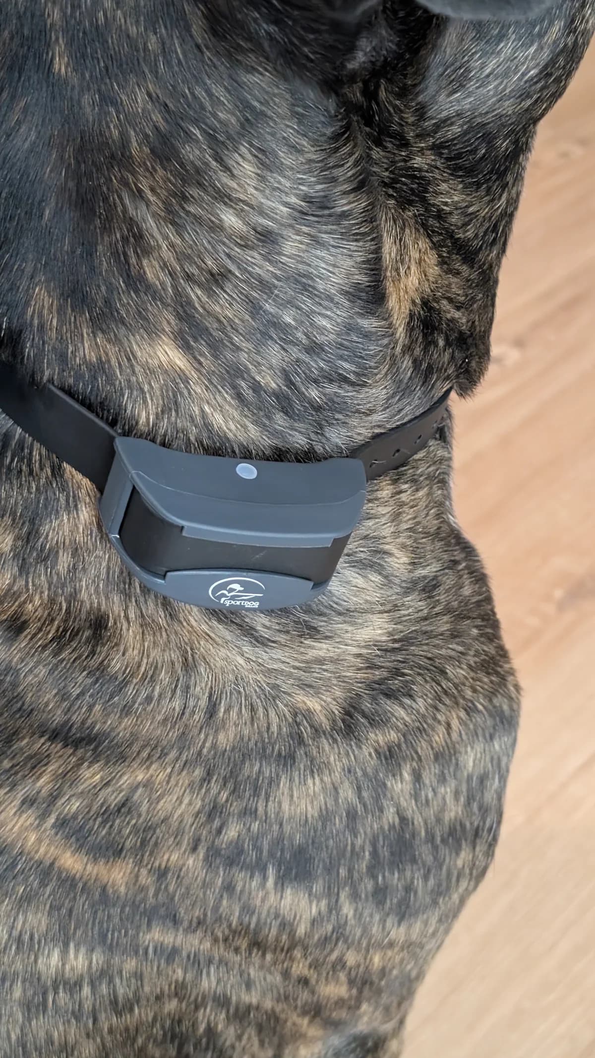 Adult brindle dog wearing the gray SportDOG FieldTrainer receiver strap indoors