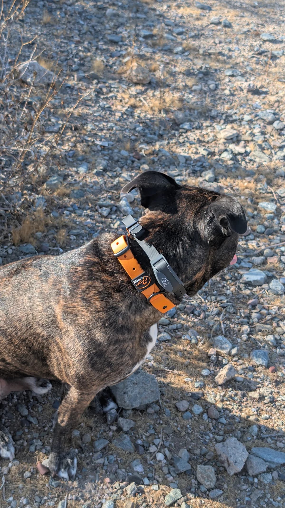 Side view of a brindle dog wearing the SportDOG receiver on a dry trail