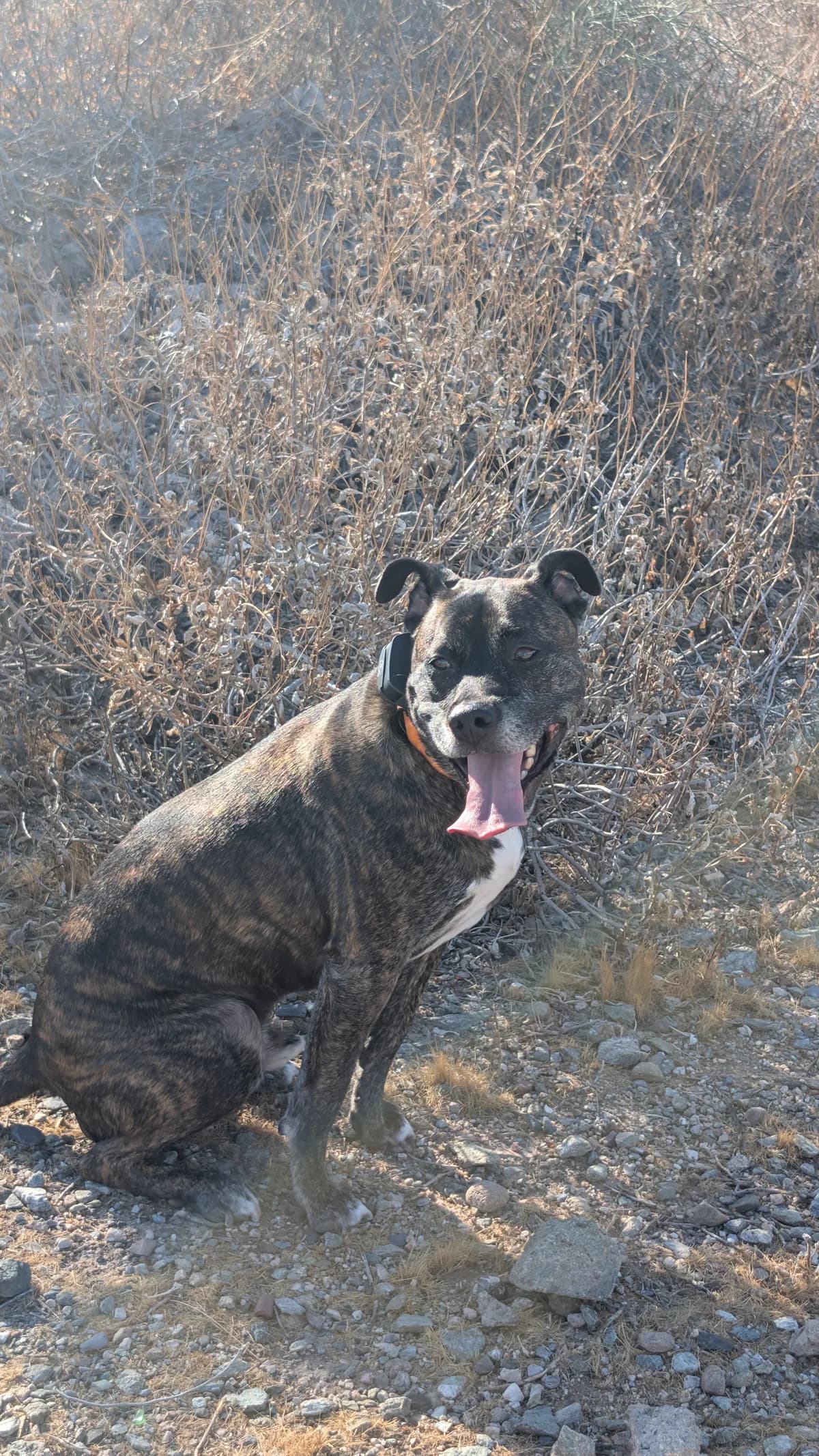Adult brindle dog wearing the SportDOG receiver on a dry rocky trail