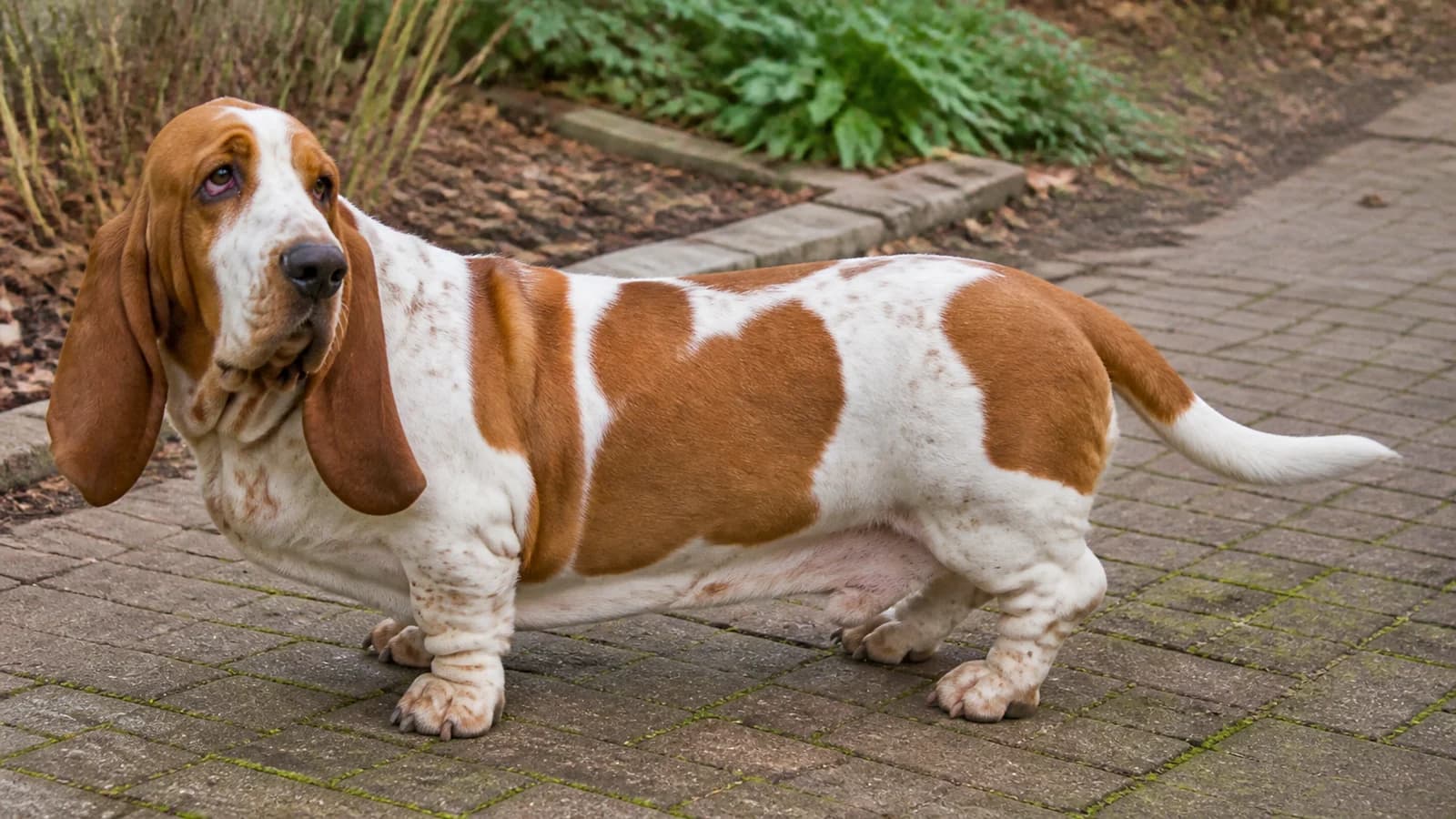 Adult red-and-white Basset Hound in a full-body side portrait