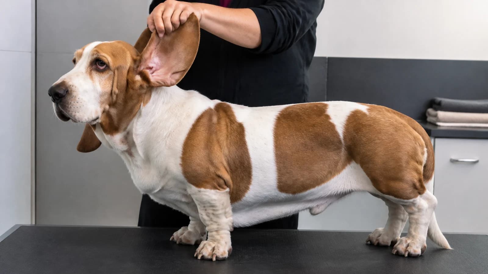 Owner lifting and visually checking a Basset Hound ear without inserting tools