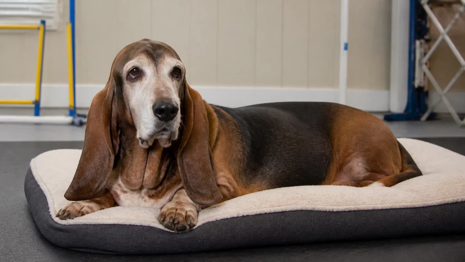 Gray-muzzled senior Basset Hound resting comfortably on a supportive bed