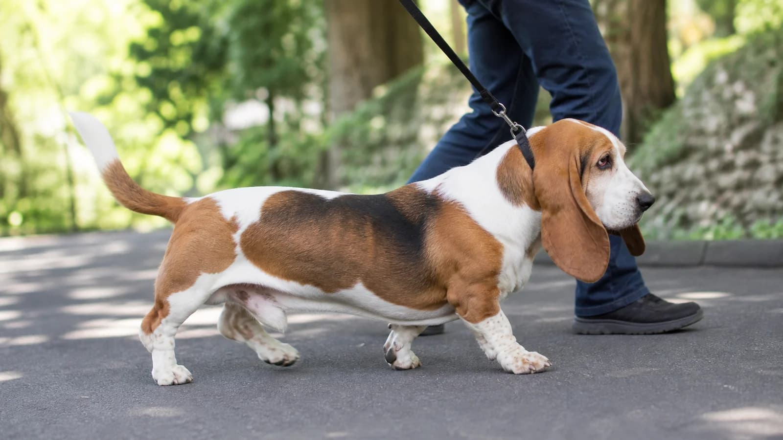 Healthy adult Basset Hound walking beside its owner on a shaded path