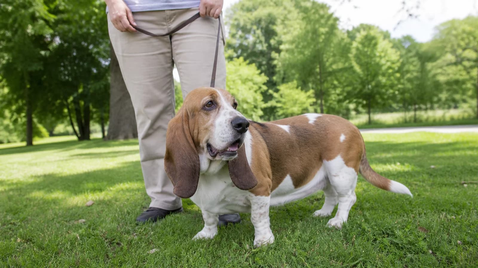 Adult Basset Beagle-type mixed dog standing beside a handler in a park