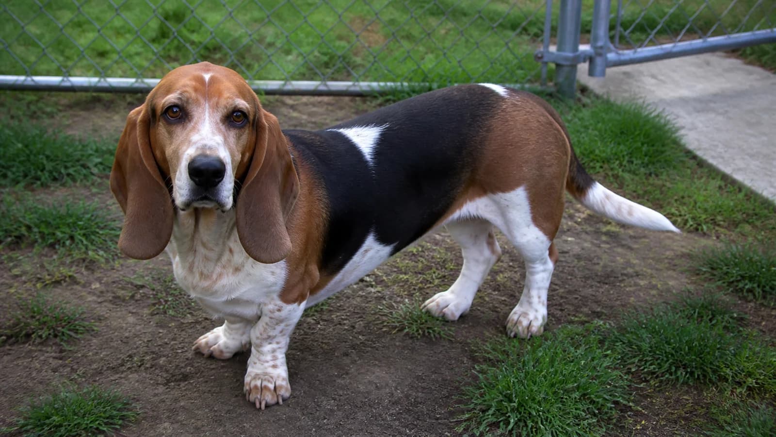Sturdy Basset bull-breed-type mixed dog standing in a fenced yard