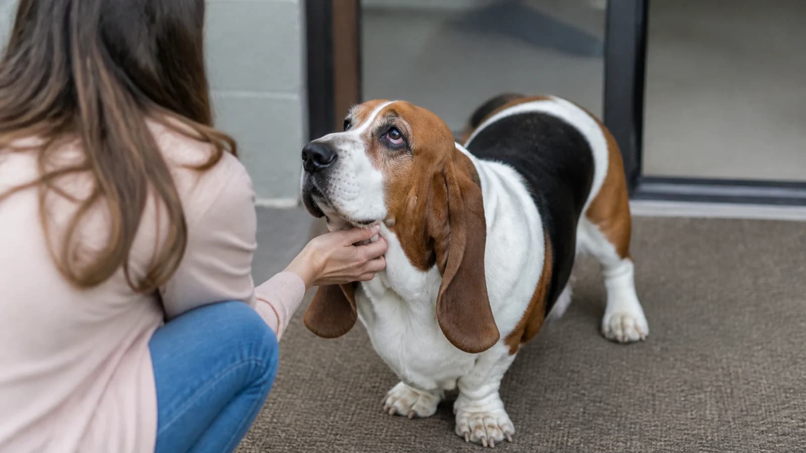 Adult Basset Hound meeting a prospective adopter at a clean rescue facility