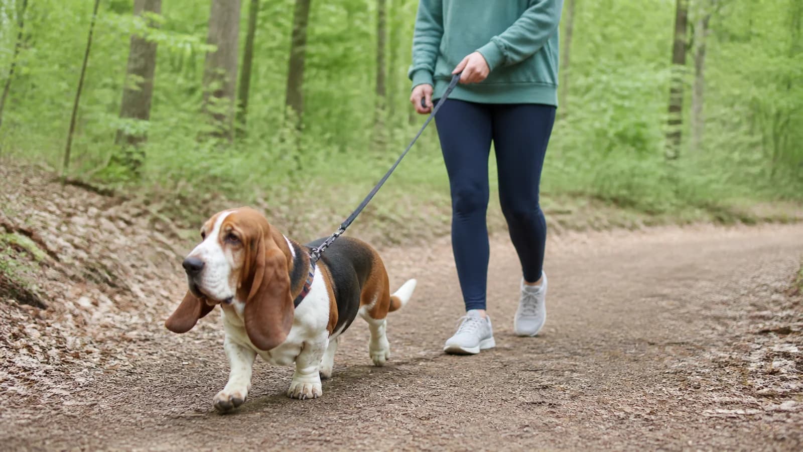 Owner practicing loose-leash walking with a Basset Hound on a quiet path