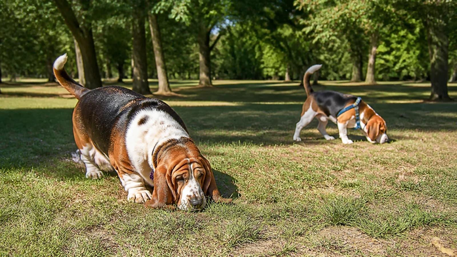 Basset Hound and Beagle doing separate reward-based scent searches outdoors