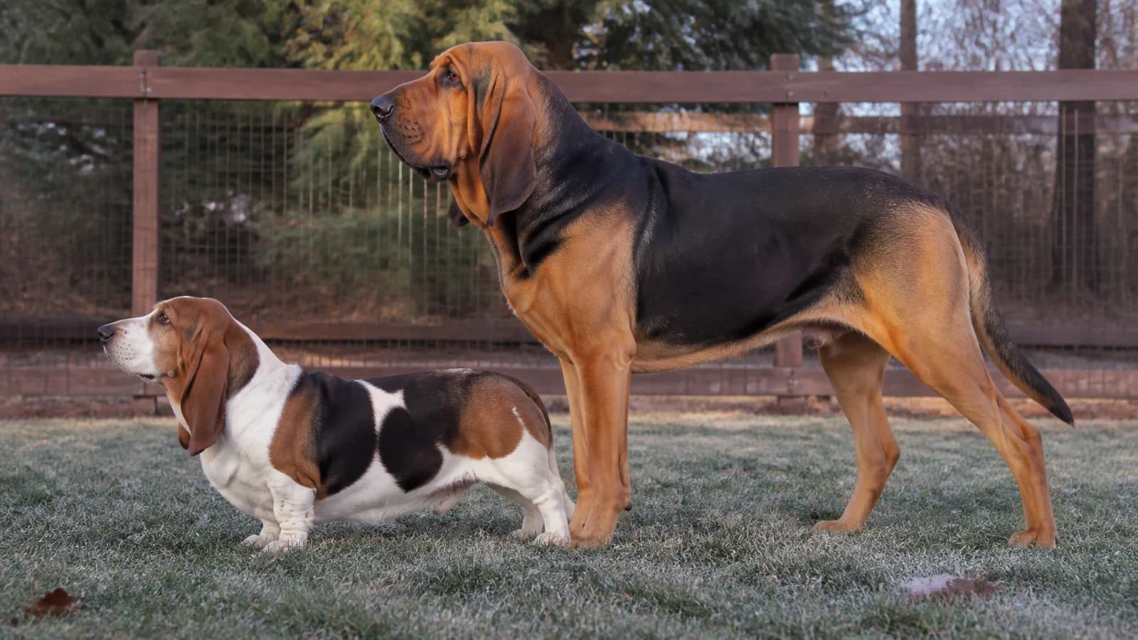 Side-profile Basset Hound and Bloodhound showing realistic height and build differences