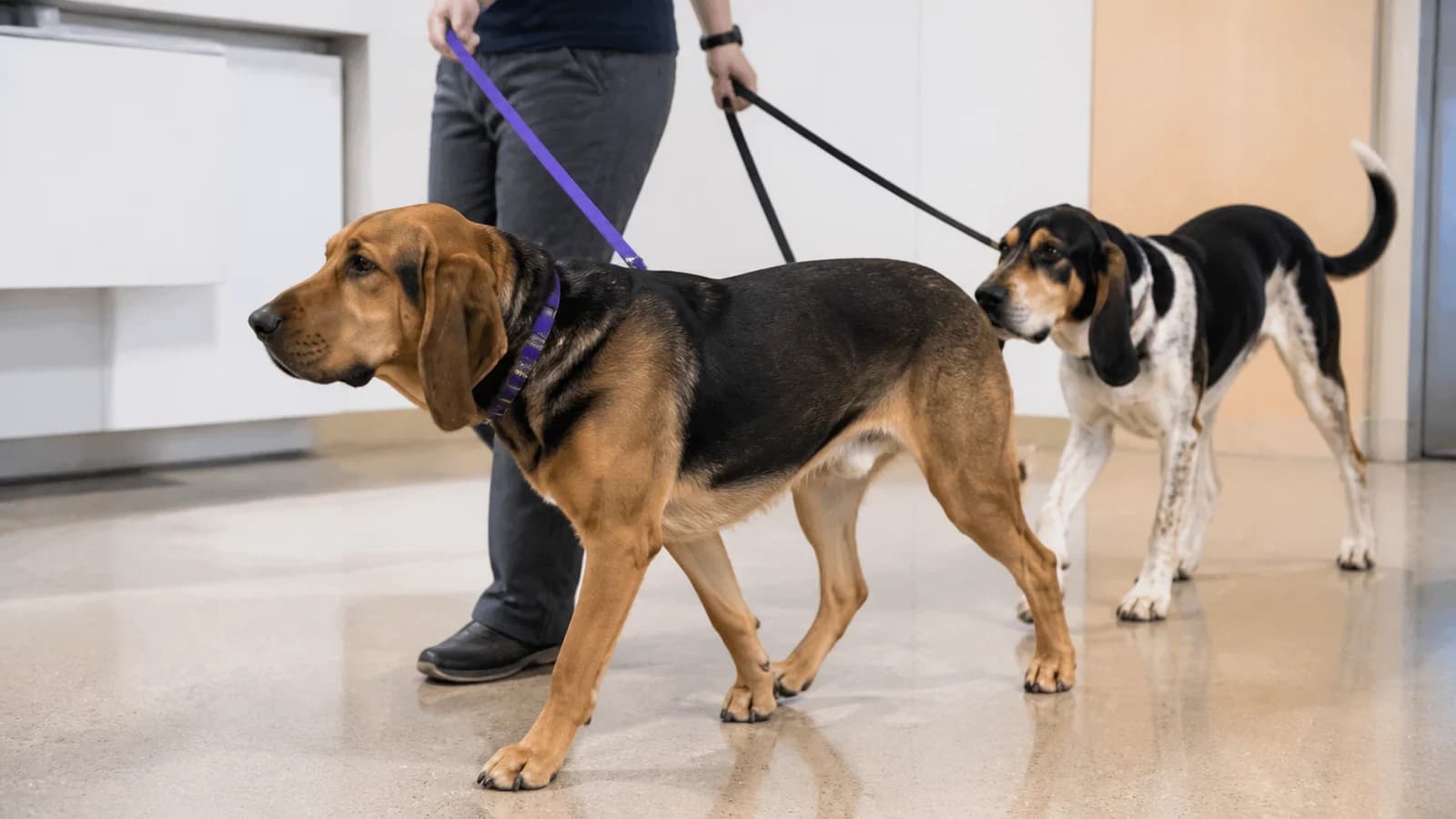 Two distinct hound-type mixed dogs walking together on leashes