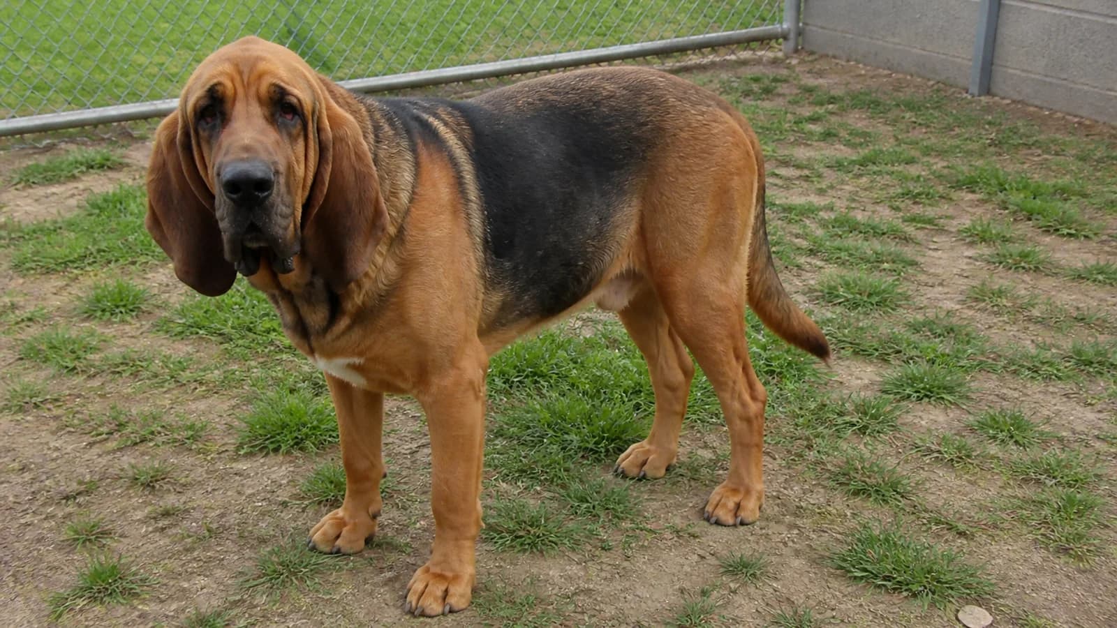 Large Bloodhound Mastiff-type mixed dog standing in a fenced yard