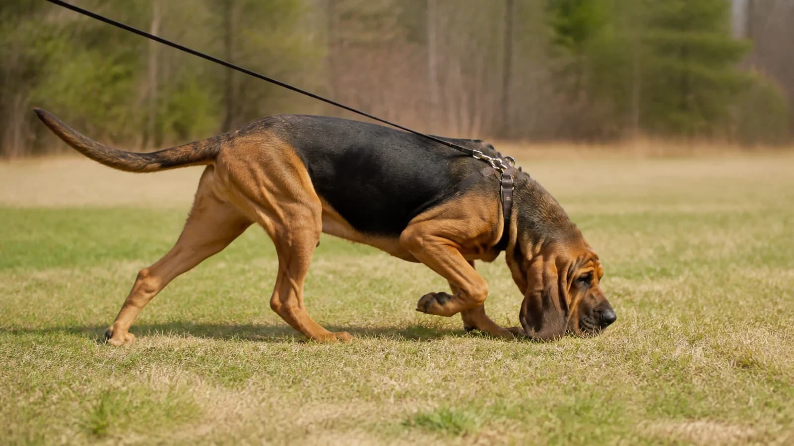 Bloodhound following a scent line with nose low on a long line in a field