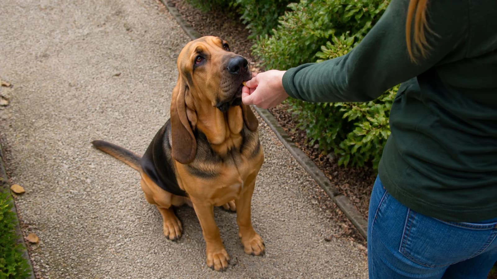 Handler rewarding a seated Bloodhound during a calm training session