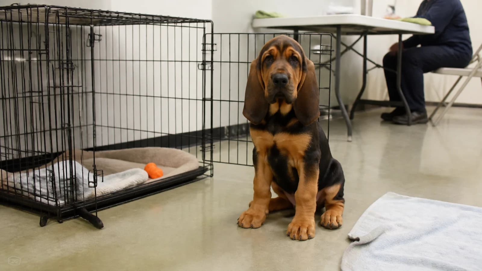 Bloodhound puppy beside a properly sized open crate and simple puppy-safe setup